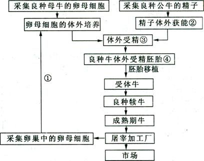 試管牛工廠(chǎng)化生產(chǎn)的技術(shù)解析 從精子發(fā)生到知識(shí)流程外包的應(yīng)用